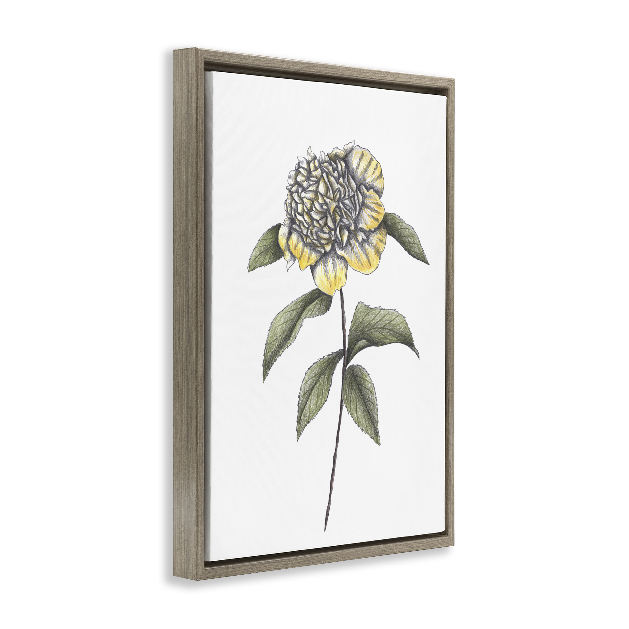 Camellia Flower Illustration Brown Framed Floater Canvas Wall Art, design by Cecilia Battaini