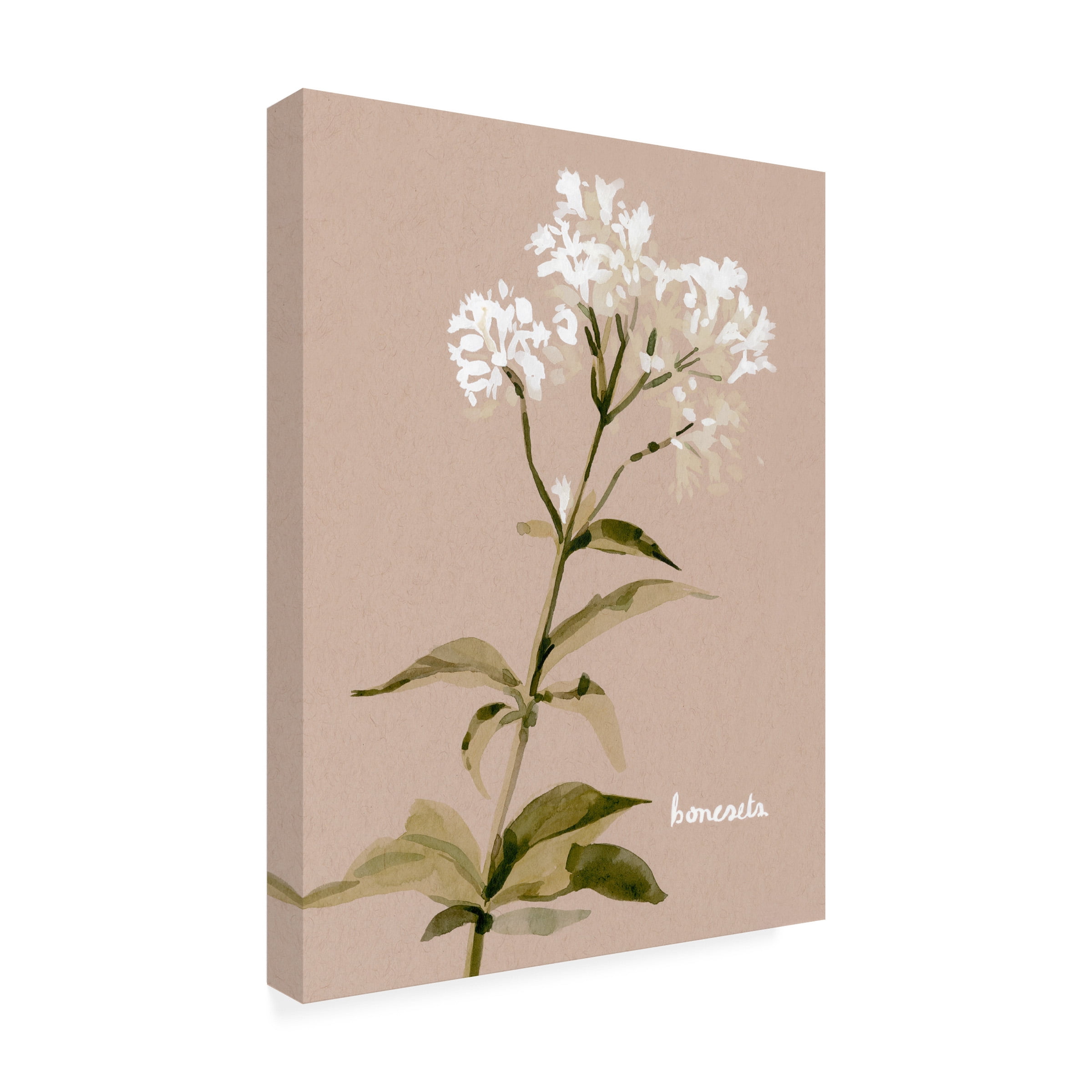 Emma Caroline 'White Bonesets I' Canvas Art