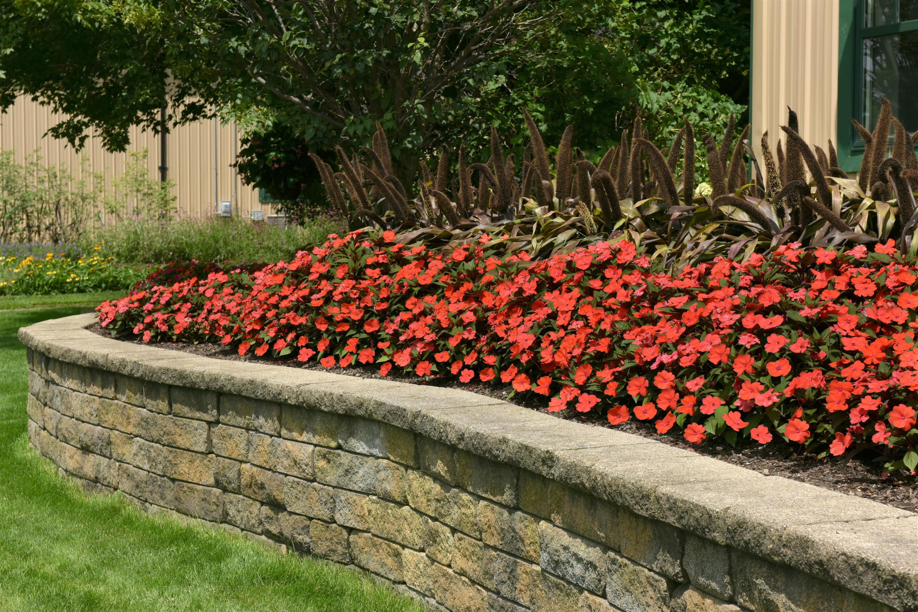 Expert Gardener 1.5 Gallon New Guinea Impatiens Live Annual Plant, Partial Sun, Various Colors