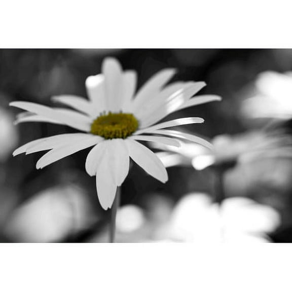 Marmont Hill "Sun Speckled Daisy" Painting Print on Canvas