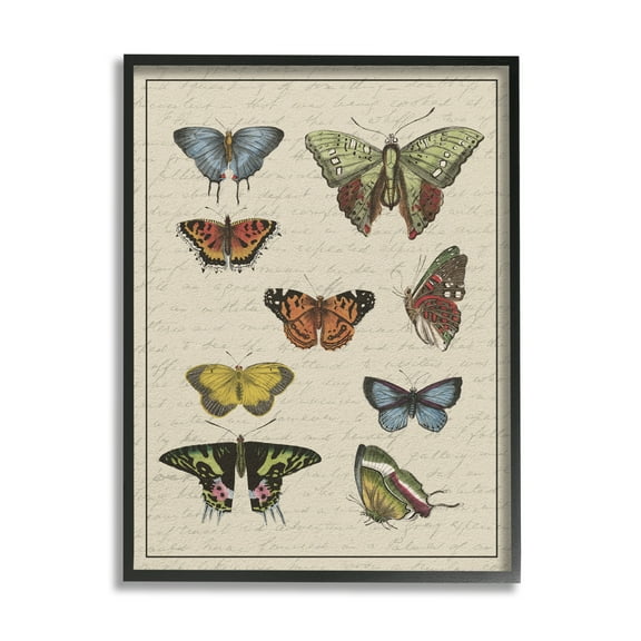 Stupell Industries Vintage Butterfly Study over Muted Cursive Script Animals & Insects Painting Black Framed Art Print Wall Art, 16 x 20