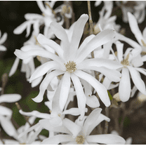 Live Star Magnolia Tree Fragrant White Magnolia Flowers Plant Magnolia StellataPlant 6-12 Inch Tall 4"Pot,  Ship Plant No Leaves in Winter