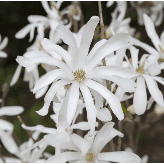 Live Star Magnolia Tree Fragrant White Magnolia Flowers Plant Magnolia StellataPlant 6-12 Inch Tall 4"Pot,  Ship Plant No Leaves in Winter