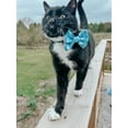 thumbnail image 4 of Sassy Meow Cat Collar S - Purrs & Petals, 4 of 6