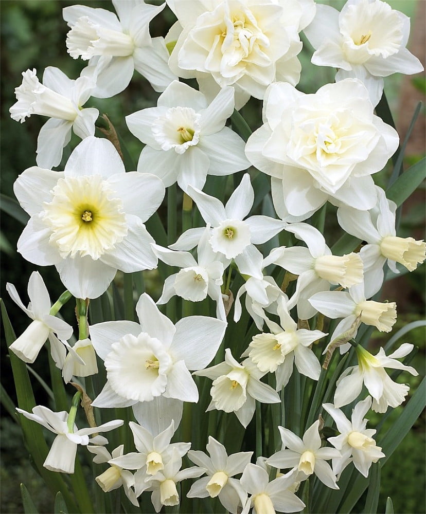 All in One Mix White Narcissus 15 Bulbs 12/14cm Bulbs