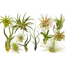 It Blooms Rainforest Grown 12 Pack Assorted Air Plants - Live Tillandsia - Easy Care Plants - Succulents - 30 Day Guarantee