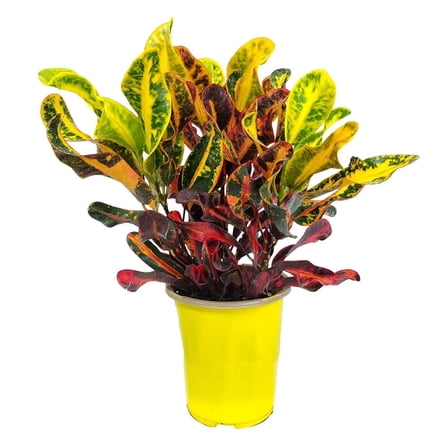 Tropical Plants of Florida 16" to 20" Croton Mammy; Variegated Shades of Green, Yellow, Red, Purple