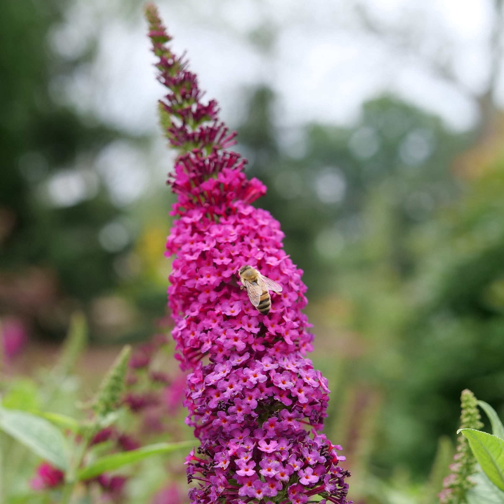 Proven Winners ColorChoice 6" Pink 'Miss Molly' Butterfly Bush Live Plant in 7.5" Pot