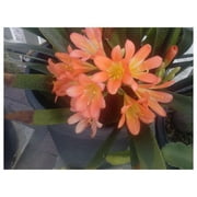 Orange Fire Lily - Clivia - 1 Plant - 6 or More Leaves - 1 Gal Pot