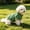 Green-M, variant on Large Dog Bathrobe Whole Body Coverage, Fast Drying Breathable Polyester Dog Towel Coat, Strong Water Absorption After Bathing, Green or Gray, All Seasons