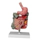 thumbnail image 2 of digestivo humano Modelo de intestino grande CECUM Modelo de PVC Modelo de enseñanza Sturdy Scientific Medical para aula de exhibición, 2 of 10