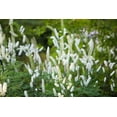thumbnail image 2 of 10 DOLL'S EYES Flower White Baneberry Cohosh Actaea Pachypoda Alba Seeds, 2 of 11