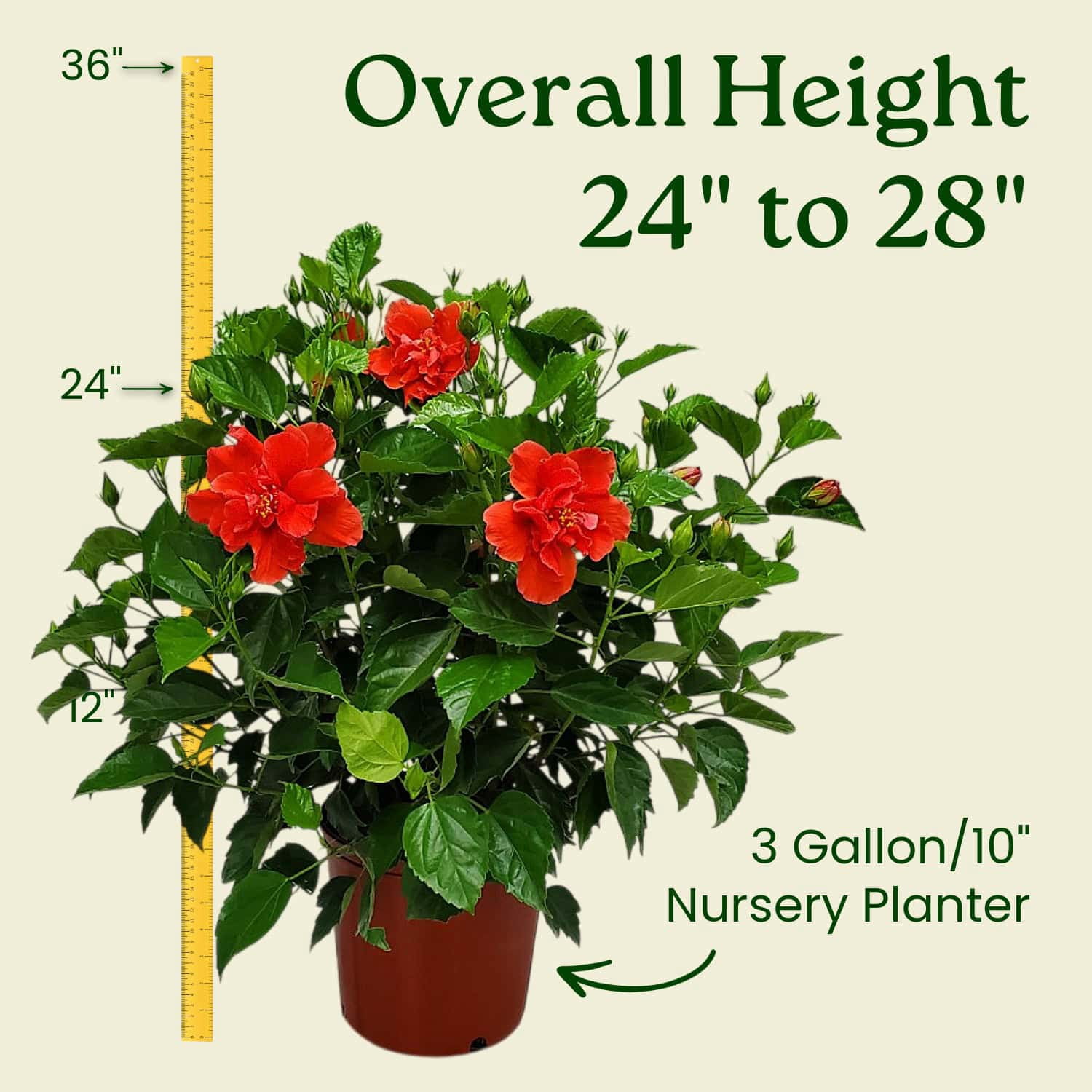 Tropical Plants of Florida 24" to 28" Live Double Red Hibiscus Bush; Full Sunlight, Outdoor Plant