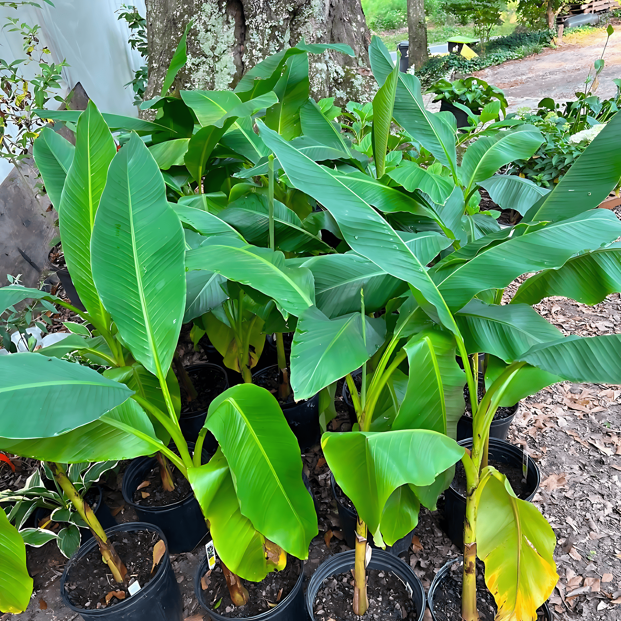 Banana Plant Live Plants, Tropical Green Foliage for Patio, Garden, or Indoor Spaces