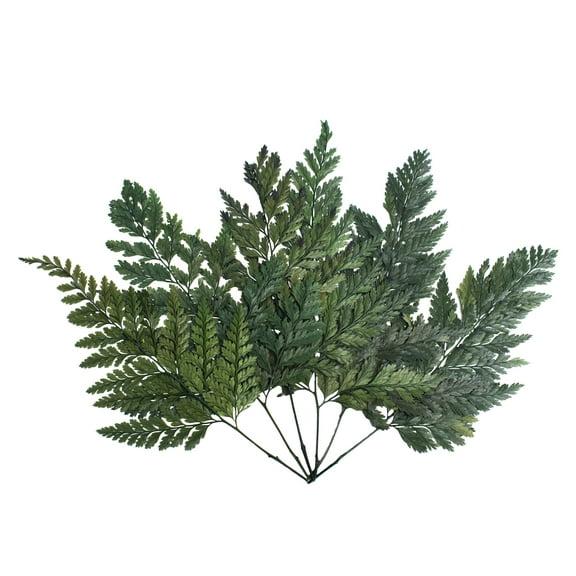 Vickerman 6-10" Fern Green Fern - Davalia, 6 stems, Preserved