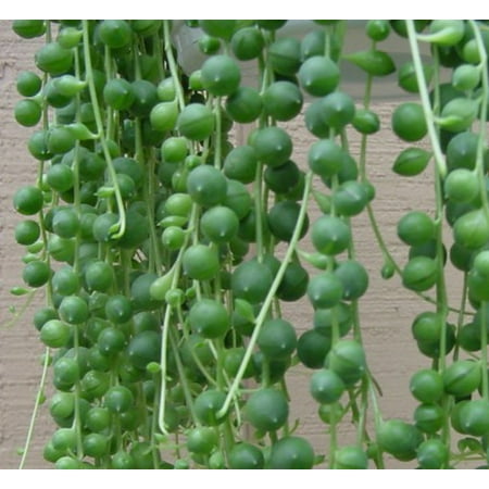 Hirt's String of Pearls - 6" Hanging Basket - Senecio - Easy to Grow