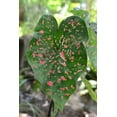 thumbnail image 2 of Blue Buddha Farm: Freckles Caladium (2 Bulbs) - Easy to Grow Indoor or Outdoor Perennial Plant, 2 of 4