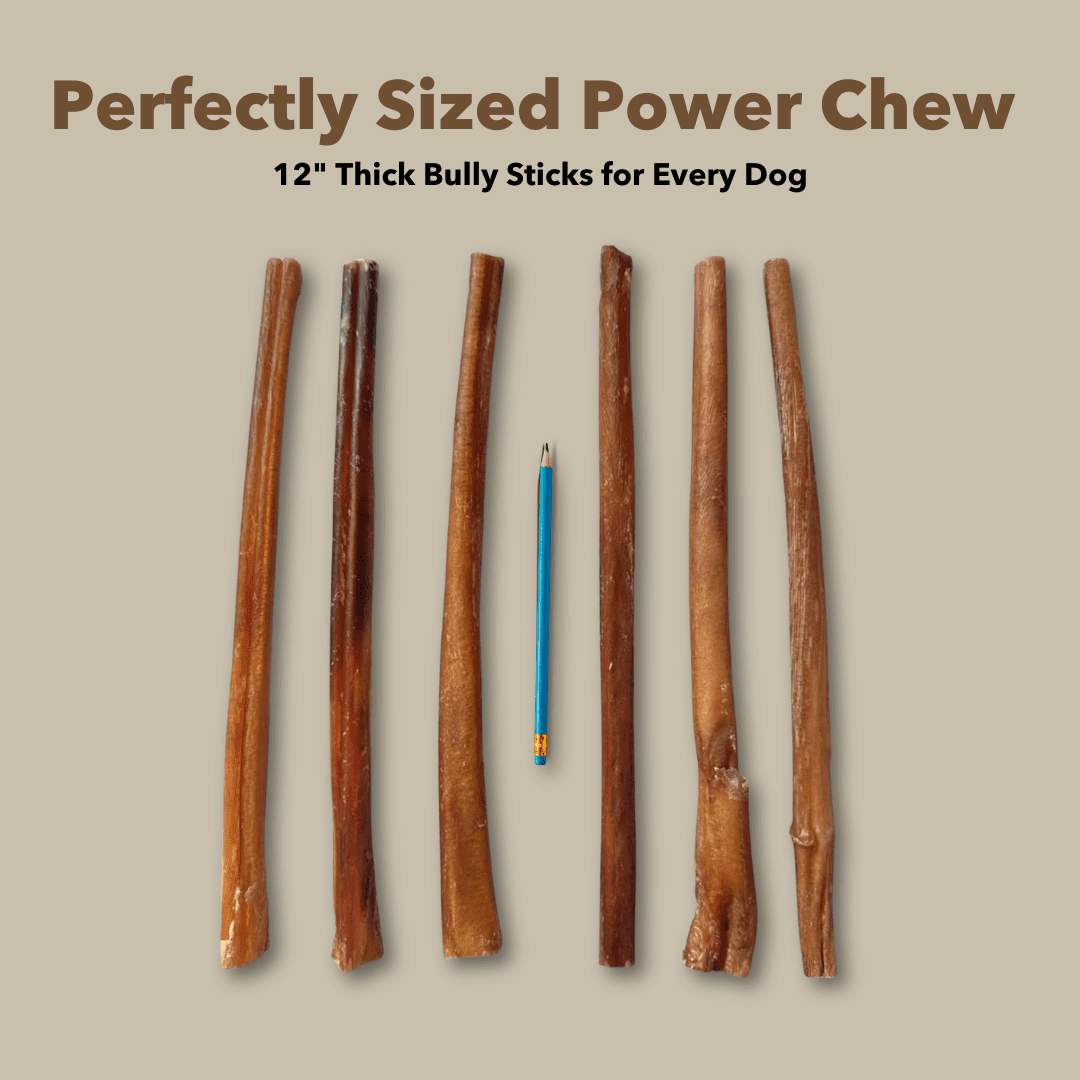 12" Thick Bully Sticks Display Box (40 ct) with Individual UPC Tags - 100% All Natural Beef
