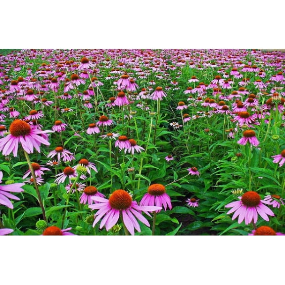 3 Echinacea Magnus Coneflower 4" Pot ---Live Potted Plant