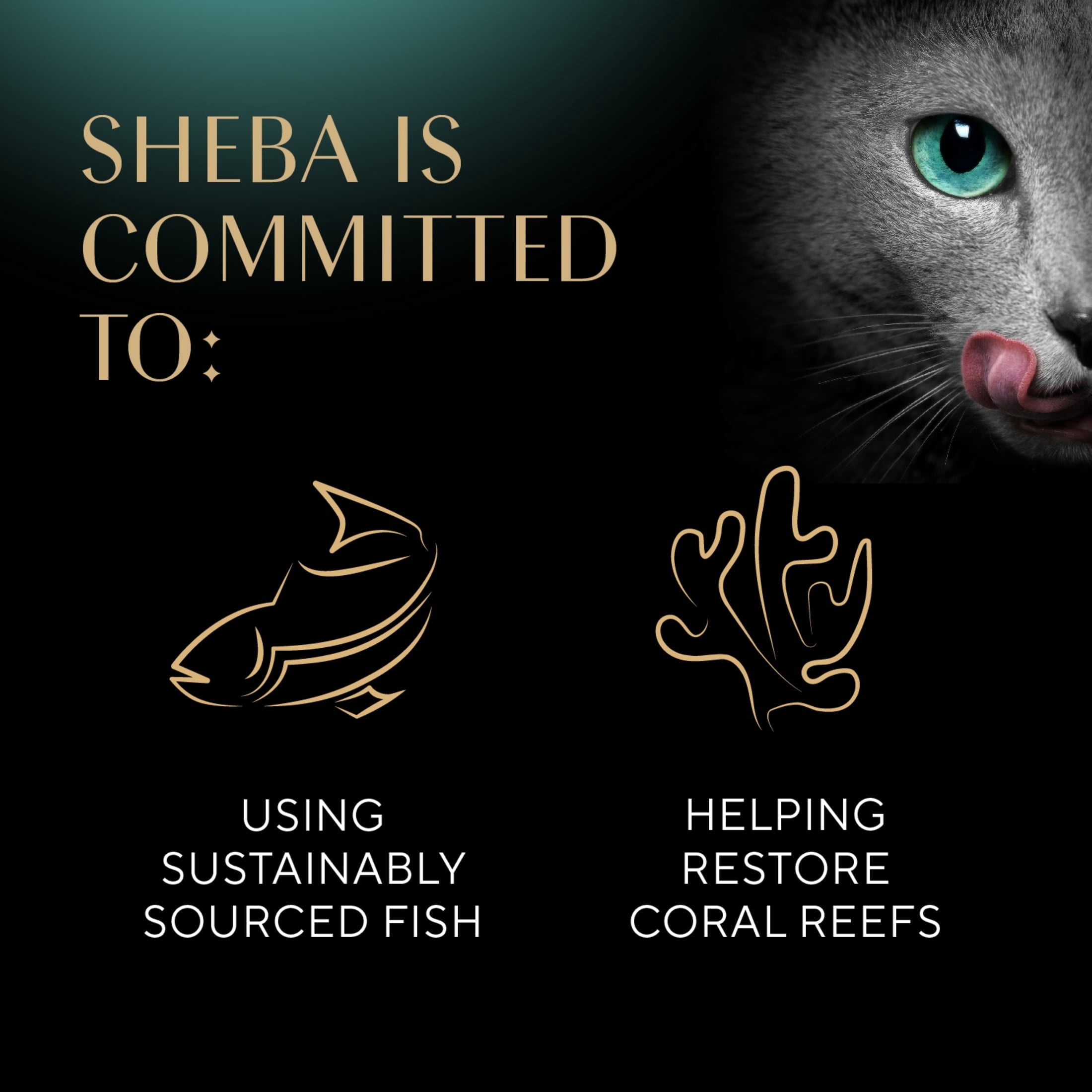 (2 pack) Sheba Perfect Portions Variety Pack Cuts In Gravy Cat Food, 2.6 Oz Twin-Pack Trays (24 Count)