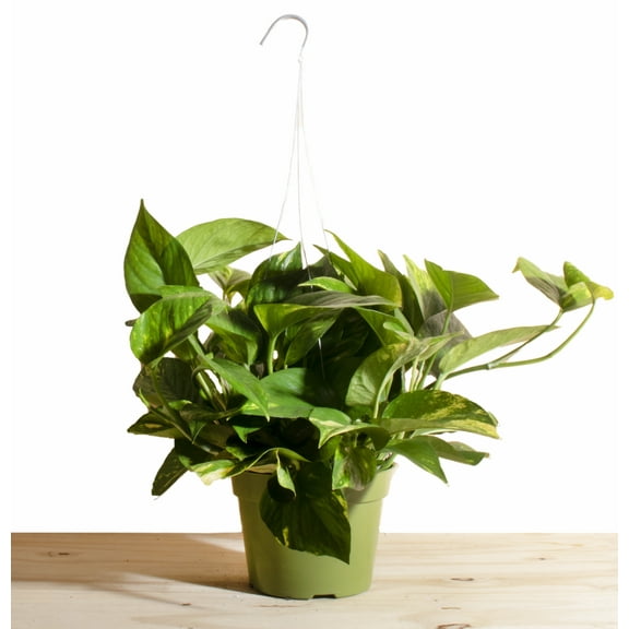 Pothos Devil's Ivy in 6" Grower Pot