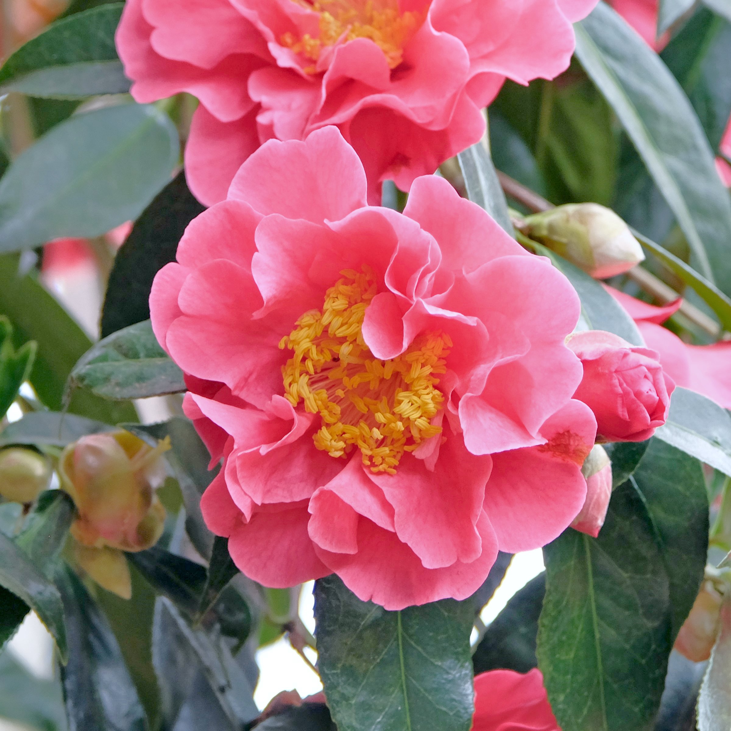 National Plant Network 1 gal. Camellia Sasanqua October Magic Carpet Shrub