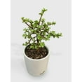 thumbnail image 2 of Rainbow Elephant Bush Variegata 'Portulacaria Afra' - Live Air-Purifying Indoor Plant in Nursery Pot – Easy Care, Low Maintenance Houseplant for Home & Office Decor, Natural Air Cleaner, Best for, 2 of 7
