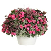 Proven Winners 2G Coco Hanging Basket Gloria Rose