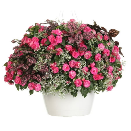 Proven Winners 2G Coco Hanging Basket Gloria Rose