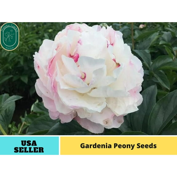 10 Seeds| Gardenia Peony Perennial Seeds - Authentic Seeds - Perennial~GMO Free~~Flower seeds ~ Asian Garden~ Herbs B5G1#B045