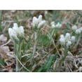 thumbnail image 2 of 500 Antennaria Seeds - White - PUSSYTOES, Cats Paws,perennial ground cover plant, 2 of 2