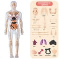 thumbnail image 1 of Human Body Skeleton Model Kits Study Tools Teaching 3D/ Assembly Removable, 1 of 8