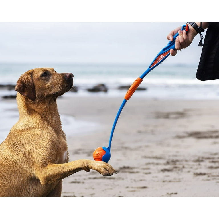 Chuck it dog toy walmart clearance