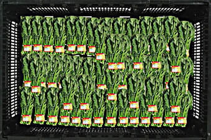 Fresh Produce, Whole Leafy Gai Lan,  1 Bunch Bundle