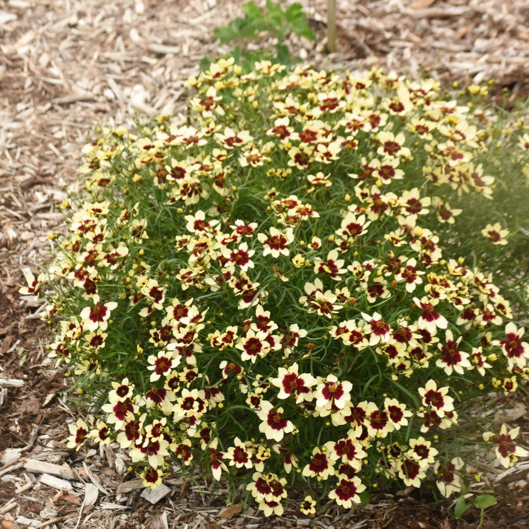 Proven Winners 10" Yellow Designer Threads 'Creamy Calico' Threadleaf Coreopsis (Coreopsis verticillata) Perennial Live Plant in 6.5" Pot