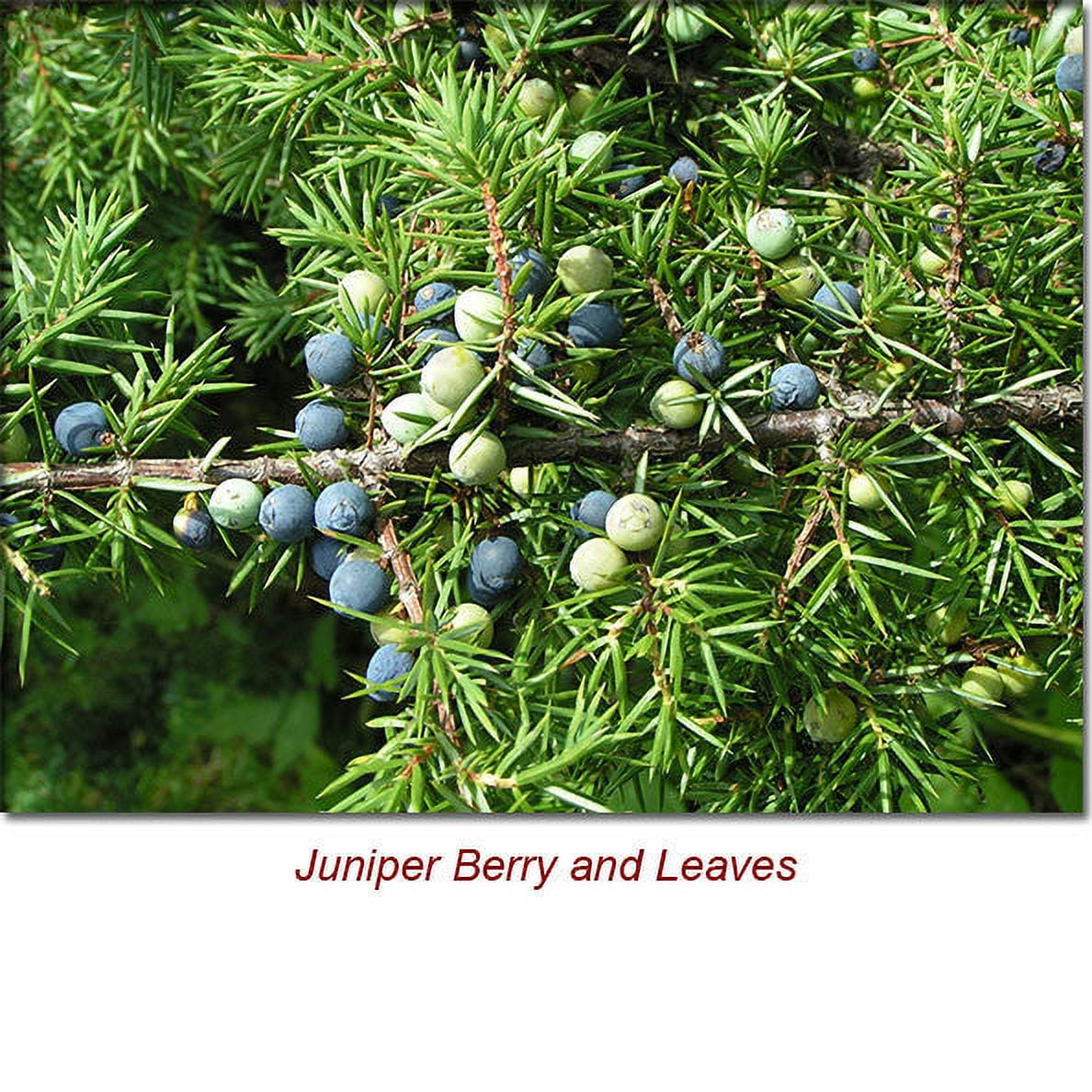 Juniper Berry Essential Oil 1 fl oz (30 ml) - 100% Pure and Natural by Silky Scents