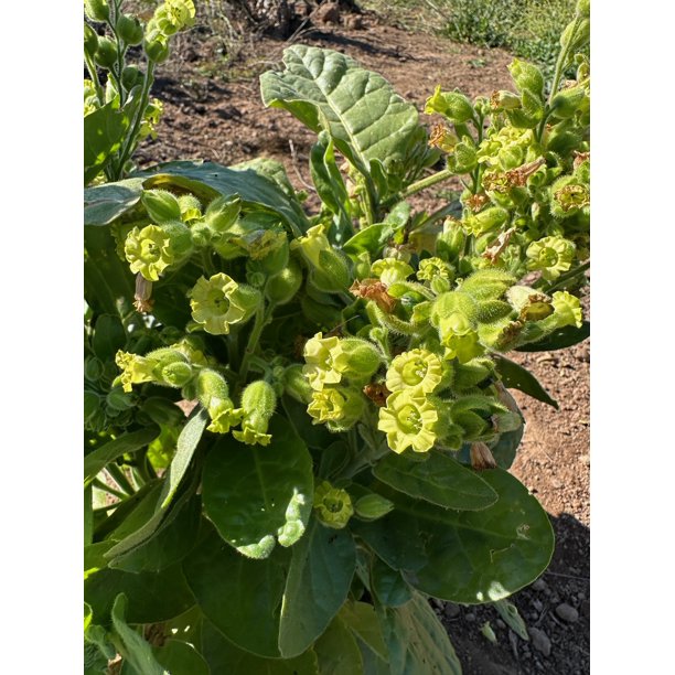 perennial tobacco plant Plant Good Seed Rustica Tobacco Seeds for Planting: Full Sun Perennial,  Pest Control, 100 seed packet
