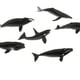 thumbnail image 3 of Estatuilla de Ballena CUTICAT 6x Juguetes de Animales Marinos, 3 of 5
