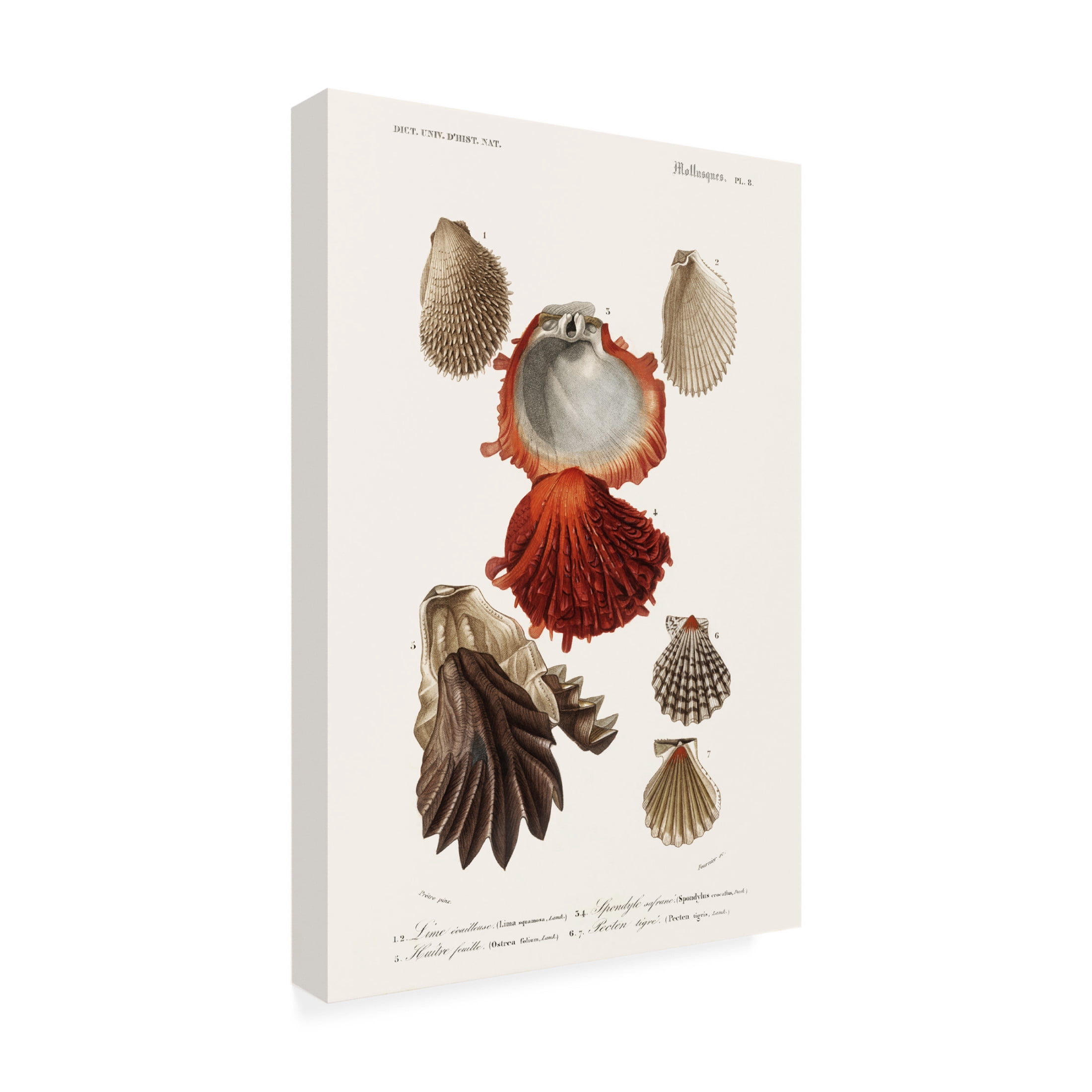 Trademark Fine Art M. Charles D'Orbigny D'Orbigny Sealife II Canvas Wall Art