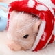 thumbnail image 3 of Silicone Pig Realistic Soft Reborn Pig Toy for Kids Boys Girls Birthday Gift Red Clothes Pig, 3 of 3