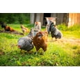 thumbnail image 7 of Scratch & Peck Feeds  40 lbs Organic Layer with Corn 16 Percent Chicken & Duck Poultry Feed, 7 of 7