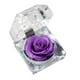 thumbnail image 1 of 1 flor de rosa fresca preservada en cúpula de cristal con decoración de cinta, regalo de rosa para el aniversario del día de San Valentín, cumpleaños (morado pálido), 1 of 4