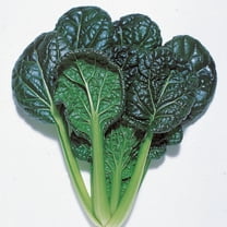 Mustard Seeds - Misome - Hybrid - 1 g Packet ~569 Seeds - Non-GMO, F1 Hybrid - Asian Garden Vegetable & Herb Gardening