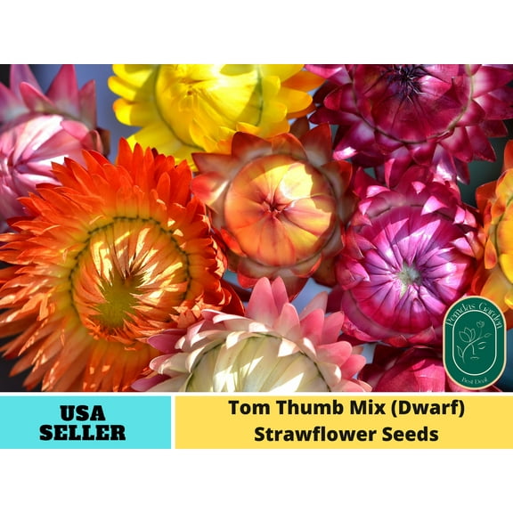 100 Seeds| Tom Thumb Mix (Dwarf) Strawflower seeds - Authentic Seeds - Perennial~ non GMO ~~Flower seeds ~ Asian Garden~ Herbs B5G1 #k004