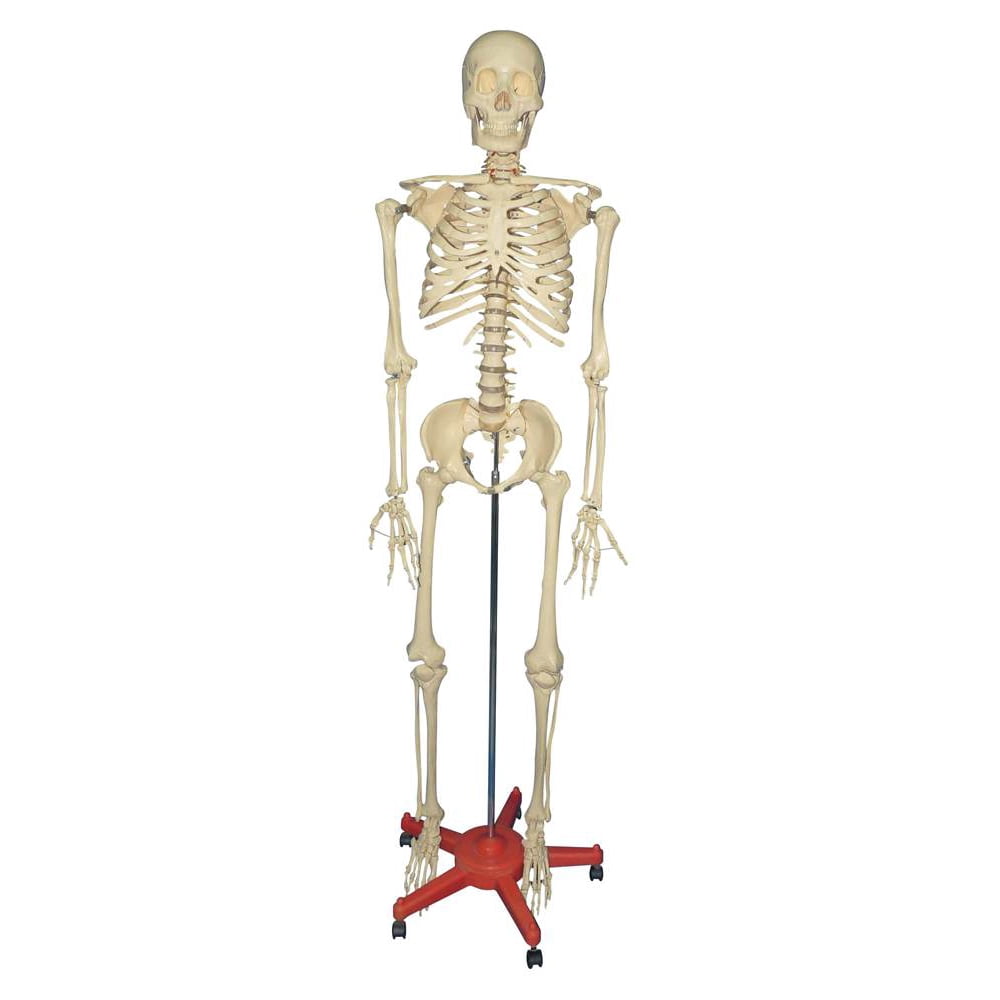 Large Adult Plastic Skeleton