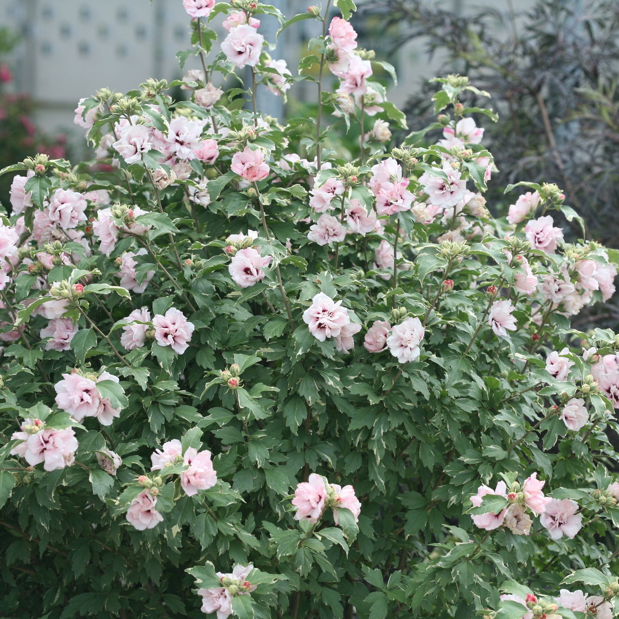 Proven Winners ColorChoice Sugar Tip Hibiscus Live Shrub (2 Gallon)