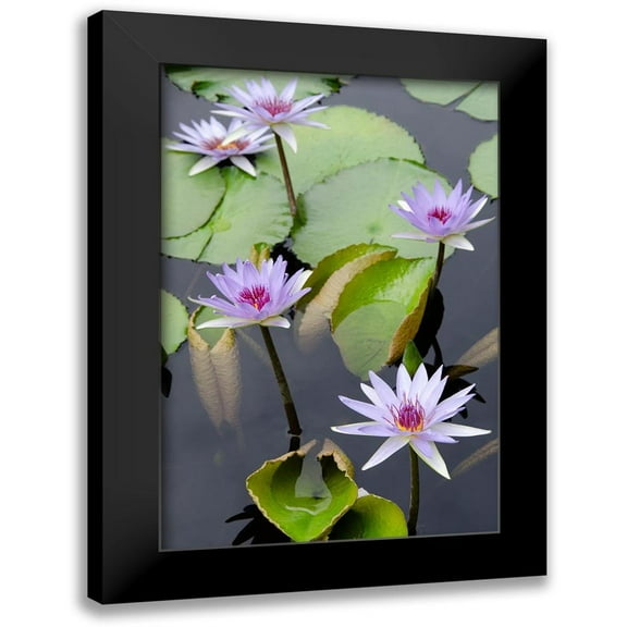 DeNardo, Laura 11x14 Black Modern Framed Museum Art Print Titled - Water Lily Flowers VII