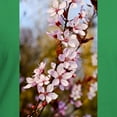 thumbnail image 3 of CafePress - Almond Blossoms In Spr Women's V Neck Dark T Shirt - Women's V-Neck Dark T-Shirt, 3 of 4