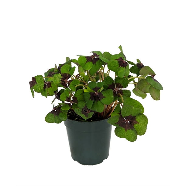 Iron Cross Shamrock Oxalis Plant Easy grow houseplant 4" Pot