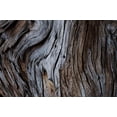 thumbnail image 2 of Mossholder, Tim 14x11 Black Ornate Wood Framed with Double Matting Museum Art Print Titled - Eucalyptus Texture, 2 of 4